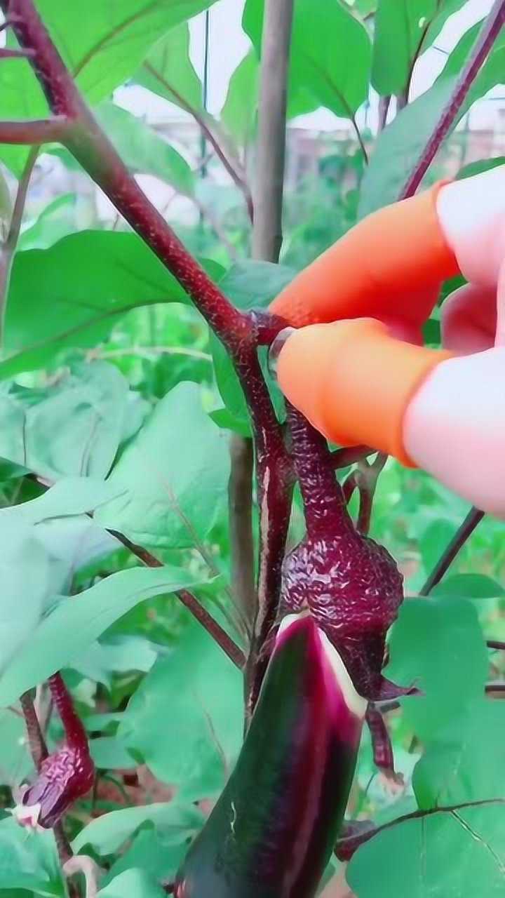 快手0.5元1000个赞是真的吗_快手0.5元1000个赞是真的吗_快手0.5元1000个赞是真的吗