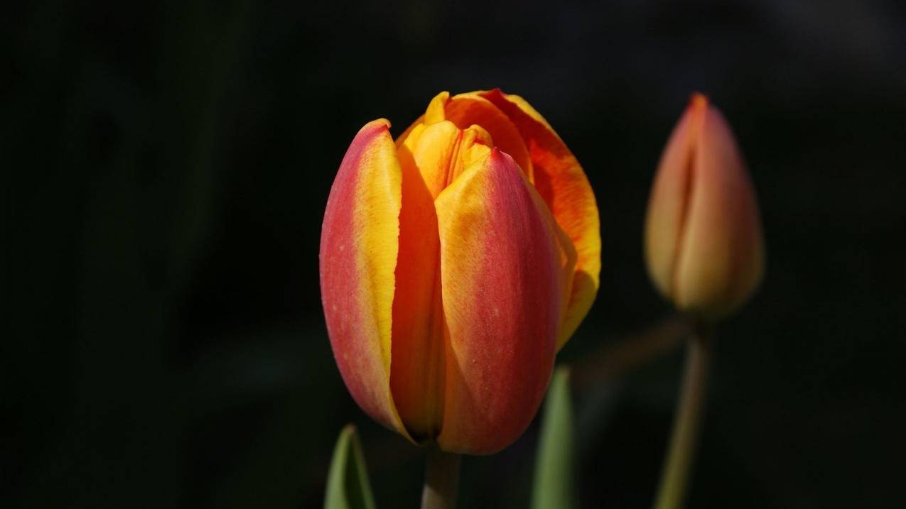 抖音点赞充钱然后返利是真的吗_抖音点赞充值_抖音点赞充值秒到账全网最低