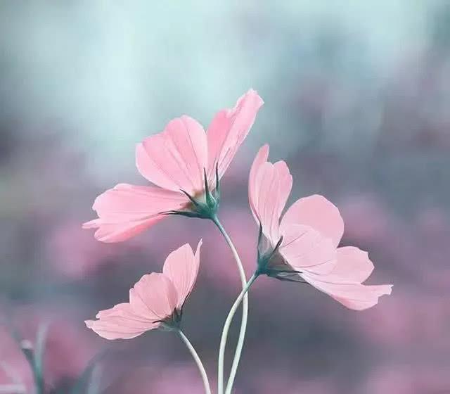 dy点赞秒到账便宜_快手秒点赞在线自助平台_说说空间点赞网便宜